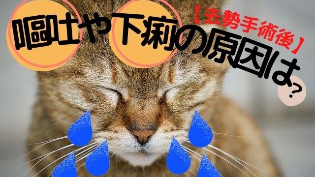 猫の発情期が辛い 楽しく過ごすための改善法と体のメカニズムを解説 ねこぎふと