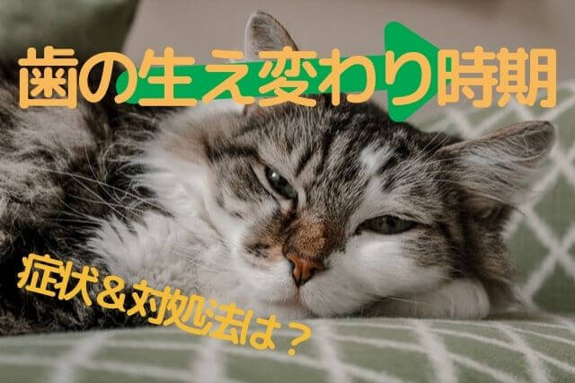 これって歯の生え変わり 症状や時期を解説 には要注意 ねこぎふと