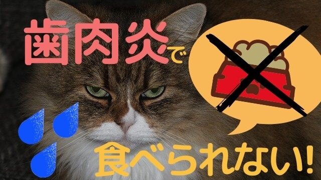 子猫のミルクはいつまで スムーズな離乳のための3つのステップ ねこ専門お悩み解決ブログ