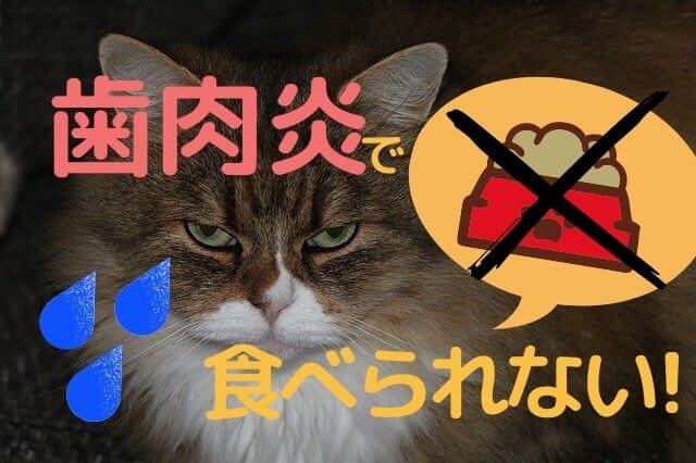 食事で解決 猫が歯肉炎でご飯を食べない時の秘策5つと4つの予防法 ねこぎふと