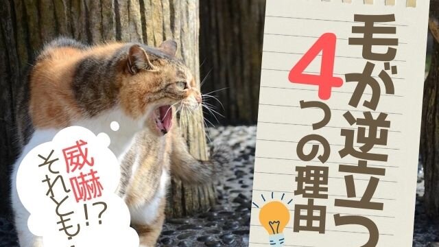 猫の毛が逆立つ4つの理由 もしかして病気を我慢しているのかも ねこぎふと